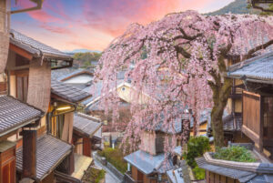 모두투어, 벚꽃여행의 감성 큐레이션