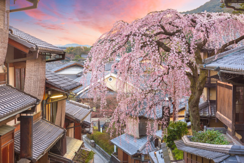 You are currently viewing 모두투어, 벚꽃여행의 감성 큐레이션